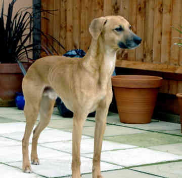 lurcher.jpg