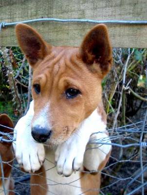 basenji_pup.jpg